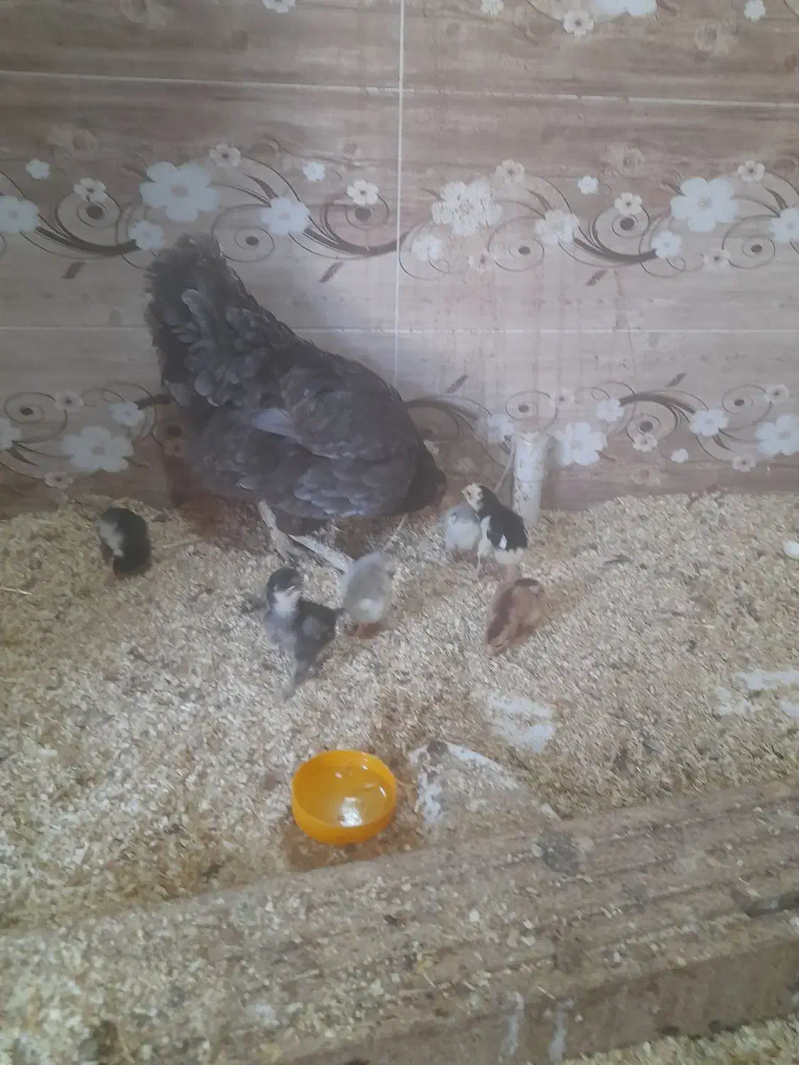 فروش جوجه های گلین و سلطان و بارگ مرغ و خروس|حیوانات مزرعه|شیراز, شهرک صنعتی شیراز|دیوار