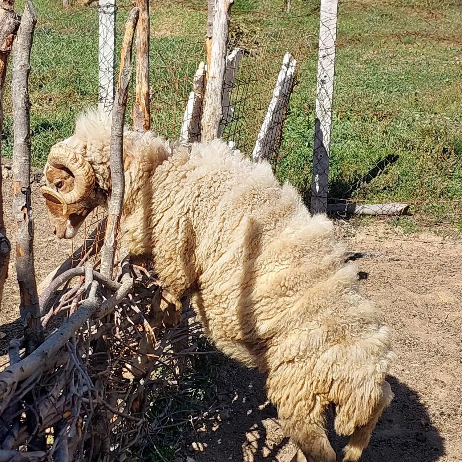 یک راس گوسفند نر بفروش میرسد|حیوانات مزرعه|دیلمان, |دیوار