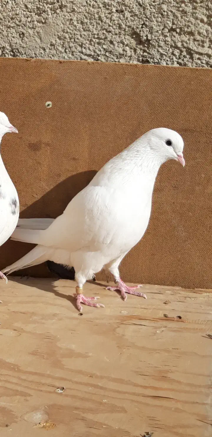 کبوترای پرشی قیمت تومتن نوشتم بخانید|پرنده|هشتگرد, شهرک اداری|دیوار