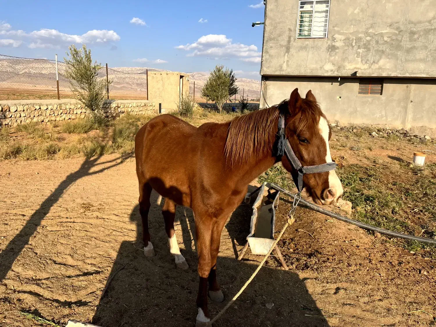 فروش اسب مادیون|اسب و تجهیزات اسب‌سواری|کوهدشت, |دیوار