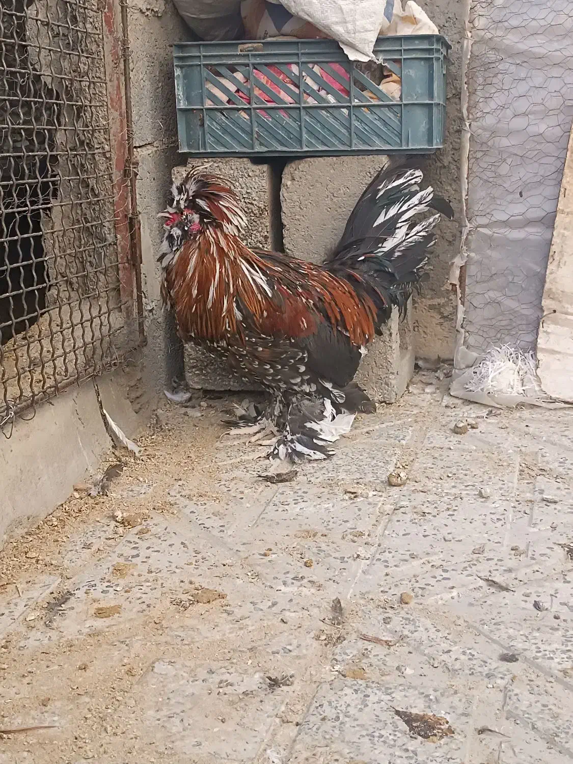 خروس سلطان اصیل دستگاه جوجه کشی|حیوانات مزرعه|کرمانشاه, |دیوار