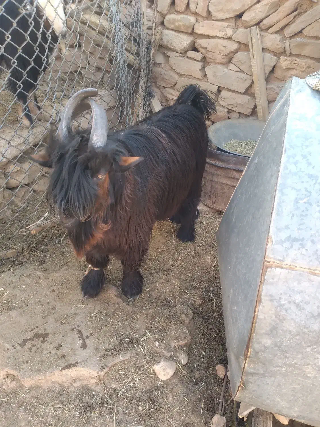 بیگ دوبری|حیوانات مزرعه|ایذه, |دیوار