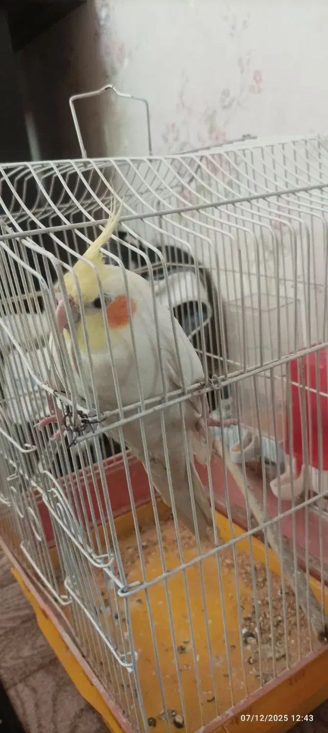 پرنده|پرنده|بندر امام خمینی, |دیوار