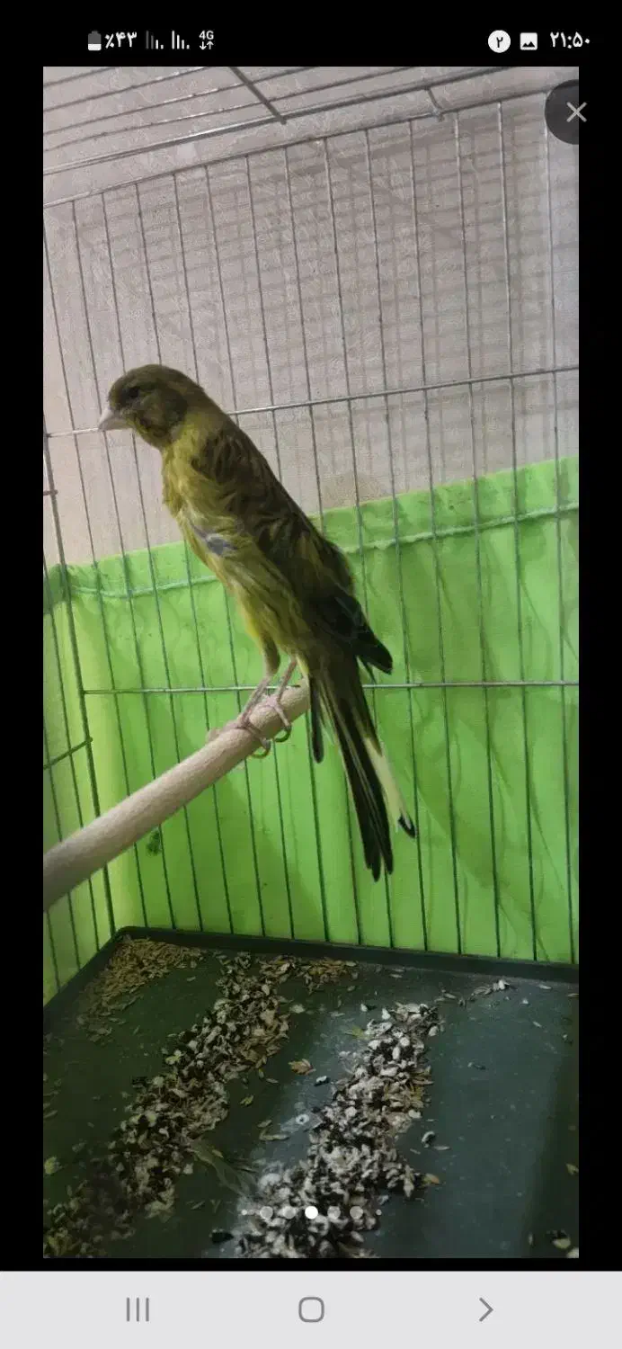 سهره|پرنده|مشهد, طبرسی شمالی|دیوار