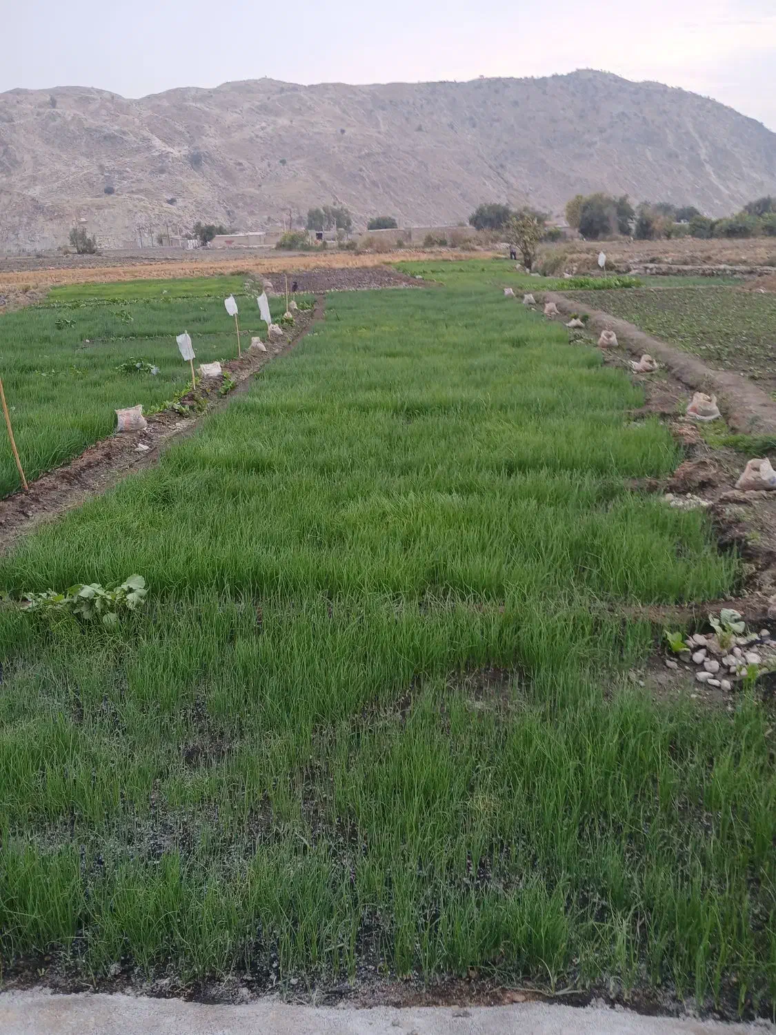 فروش تیم پیاز|گل و گیاه طبیعی|لنده, |دیوار