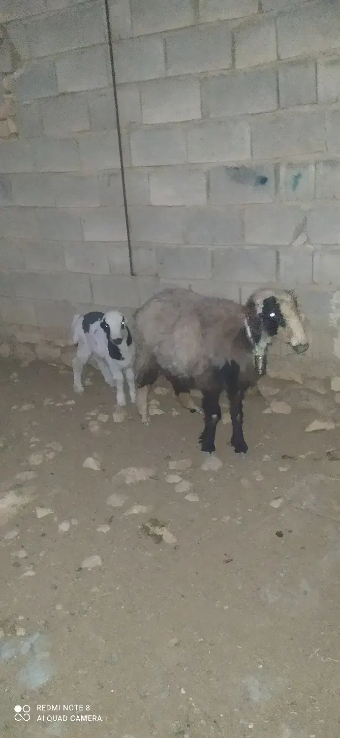 میش|حیوانات مزرعه|شیراز, دشت چنار|دیوار