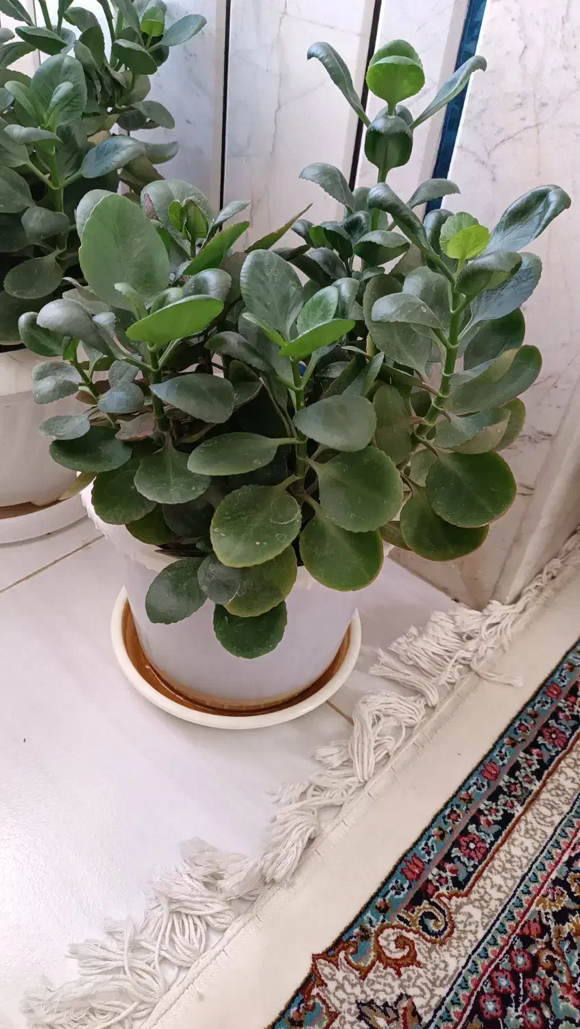 گل طبیعی|گل و گیاه طبیعی|فردوس (خراسان), |دیوار