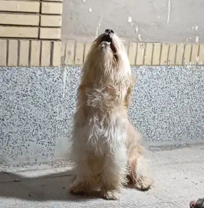 سگ پا کوتاه نر|سگ|زرند, |دیوار