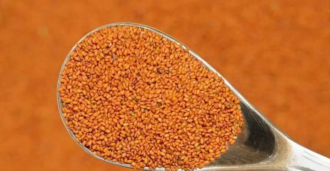 خاکشیر|عمدهفروشی|خانمیرزا, |دیوار