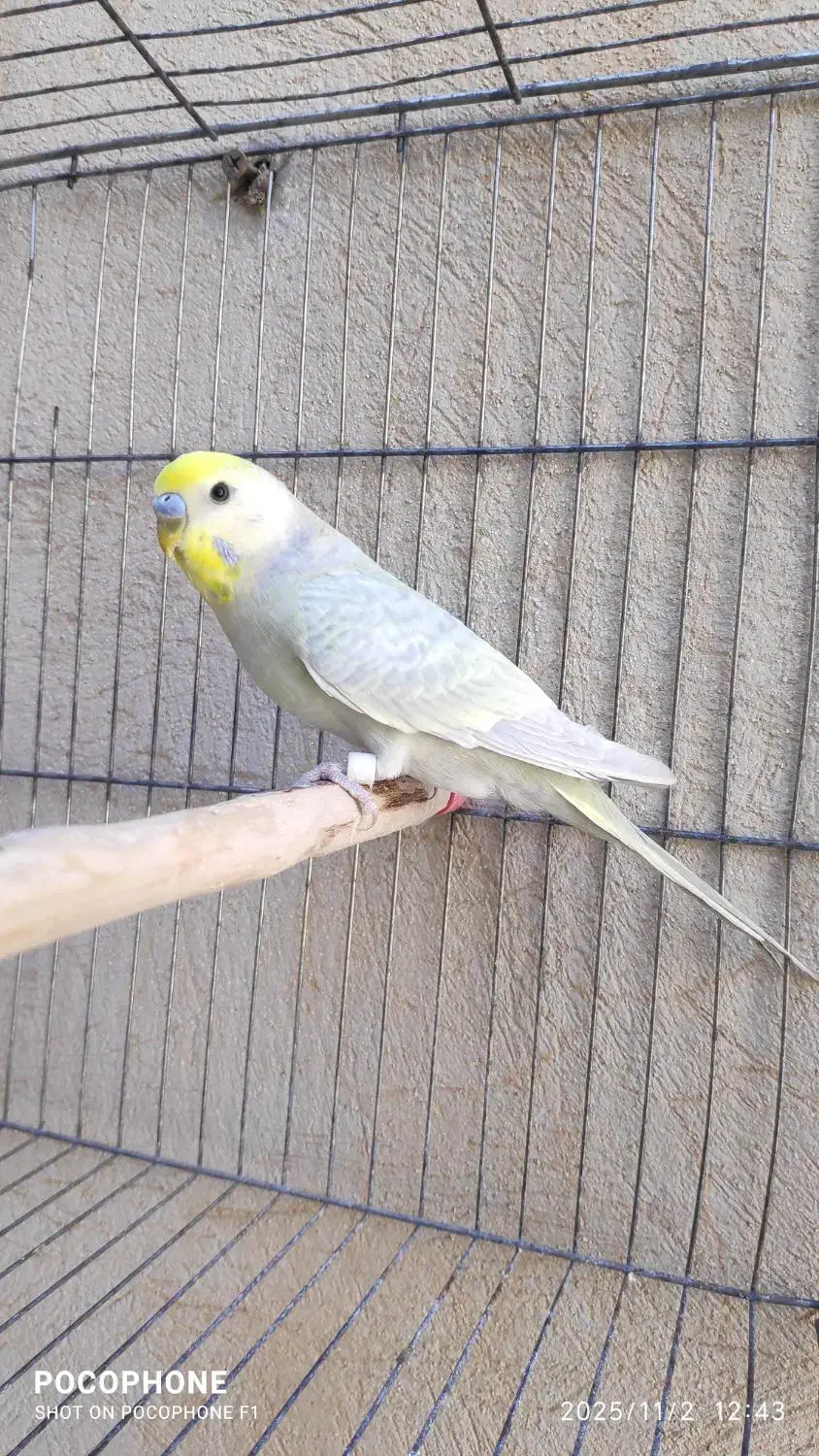 یک جفت مرغ عشق رینبو و یک عدد نر|پرنده|کارون, |دیوار