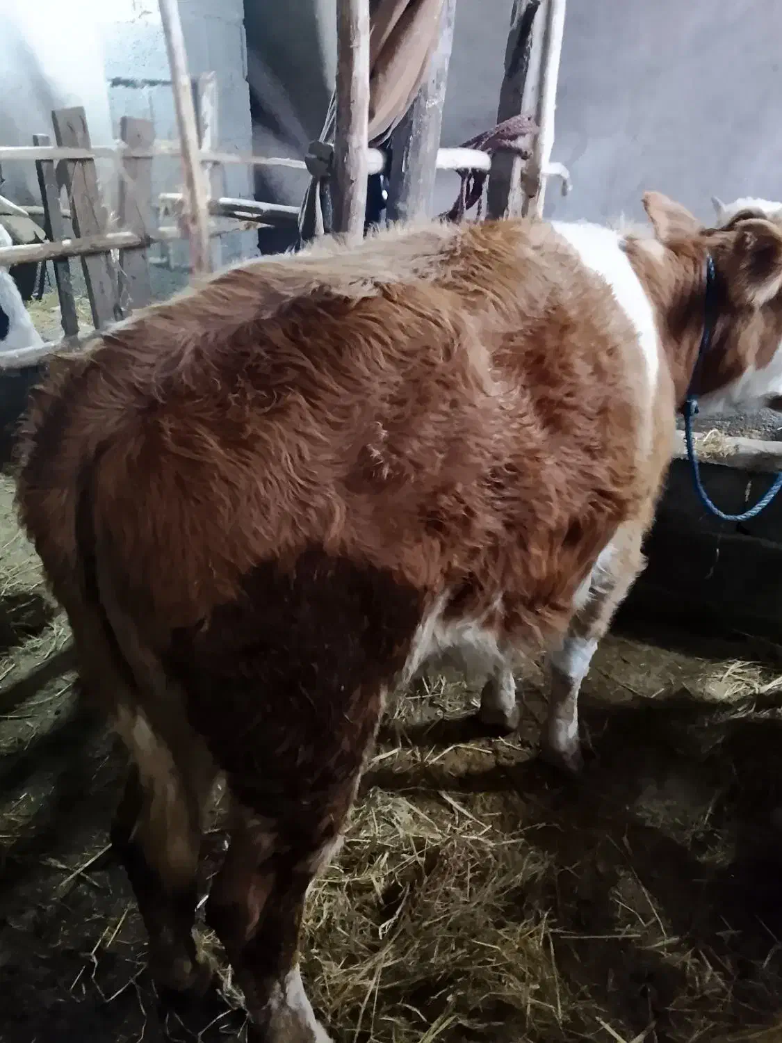 لیشه سیمینتال|حیوانات مزرعه|رشت, حومه رشت|دیوار