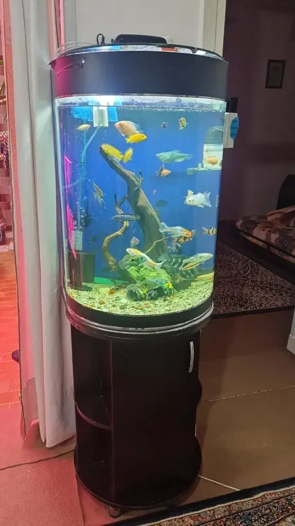 آکواریوم|ماهی|اراک, |دیوار