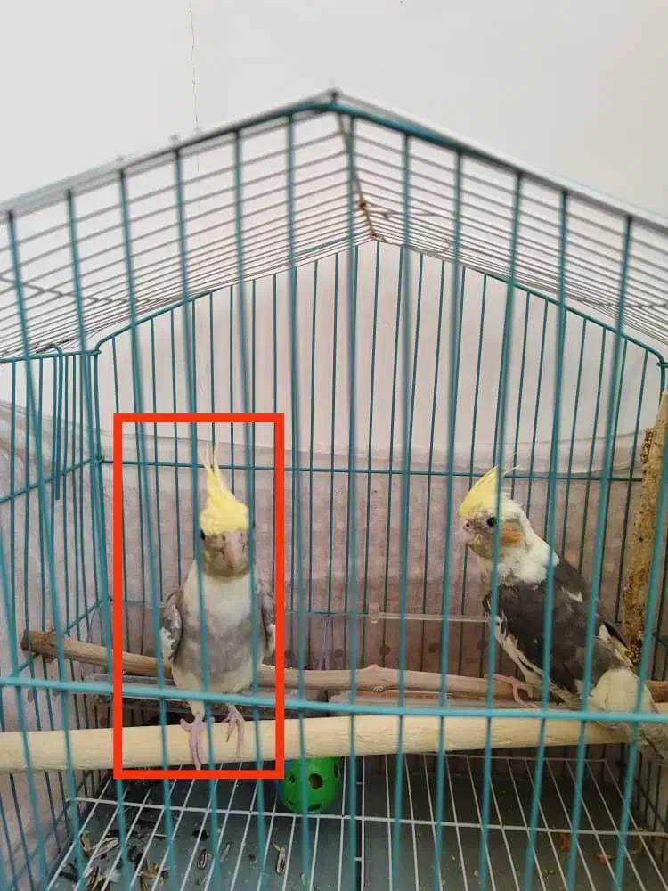 پرنده ی گمشده (عروس هلندی)|حیوانات|سمنان, |دیوار