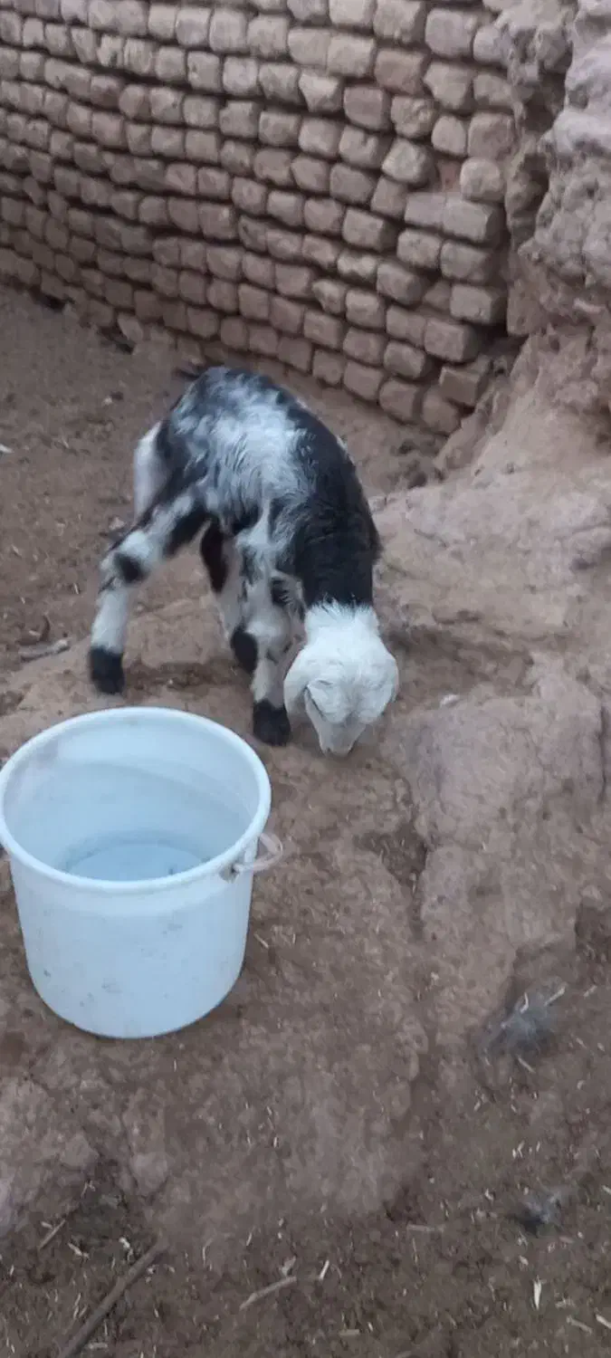 بره شیری بروجردی ماده بز بزغاله نربز قوچ|حیوانات مزرعه|خلیل آباد, |دیوار