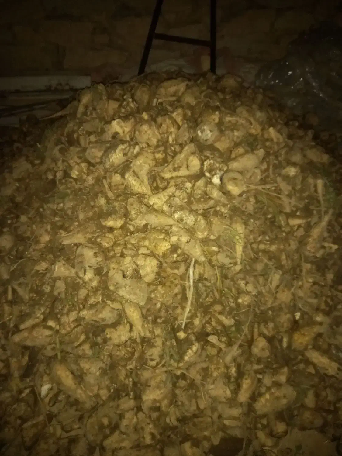 خرده چغندر|عمده‌فروشی|لالجین, |دیوار