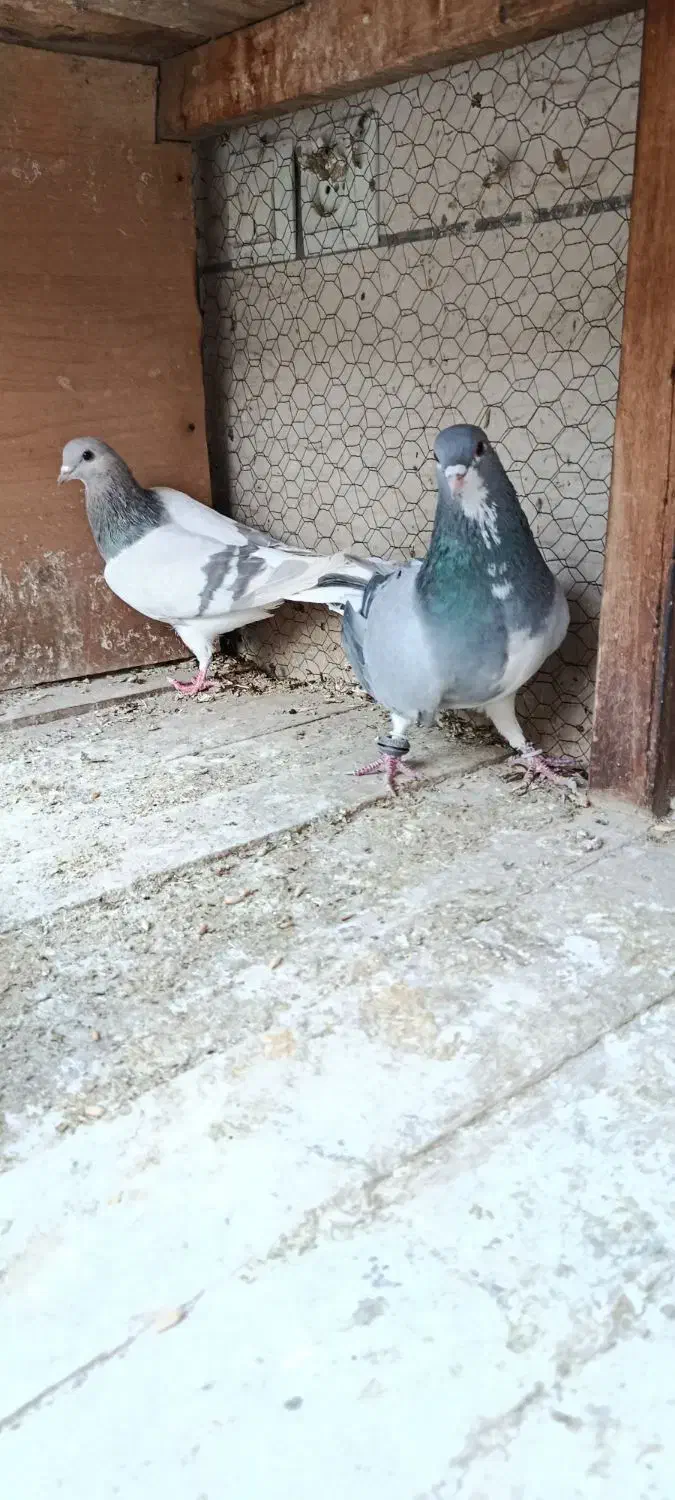 دمگیر نروماده خرقه|پرنده|پیر بکران, |دیوار