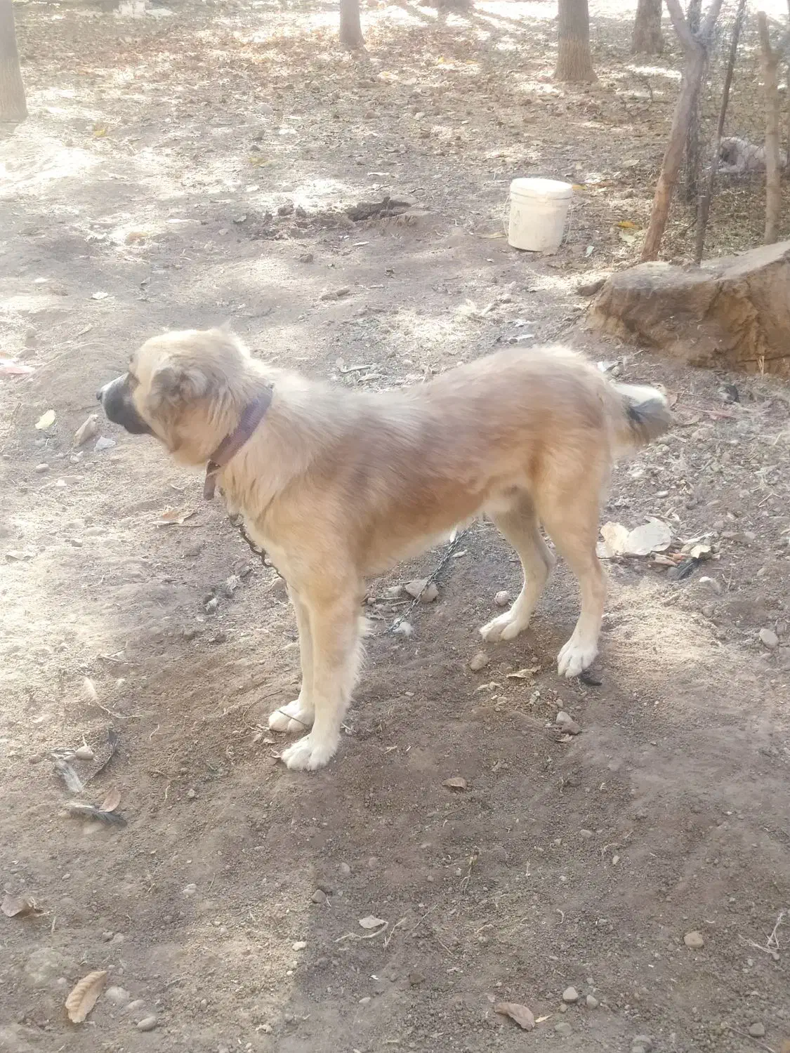 سگ پاکستانی|سگ|الشتر, |دیوار