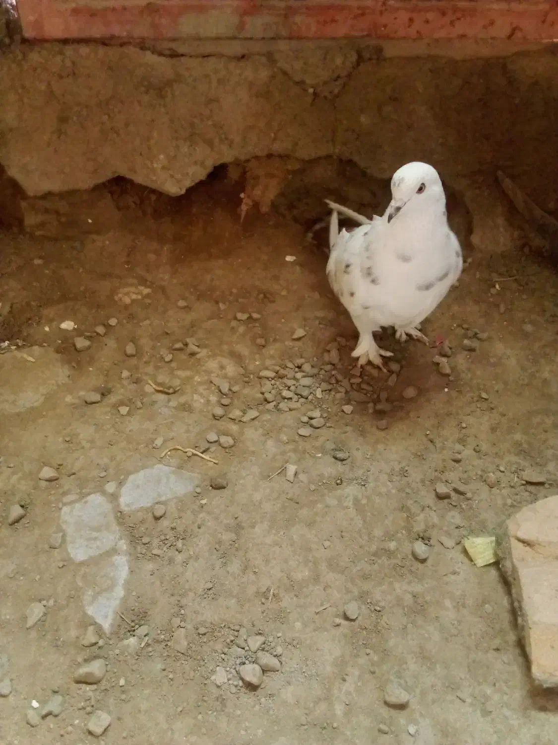 کبوتر|پرنده|پلدشت, |دیوار