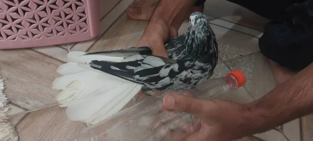 نر دم سفید|پرنده|اهواز, کوی رمضان|دیوار