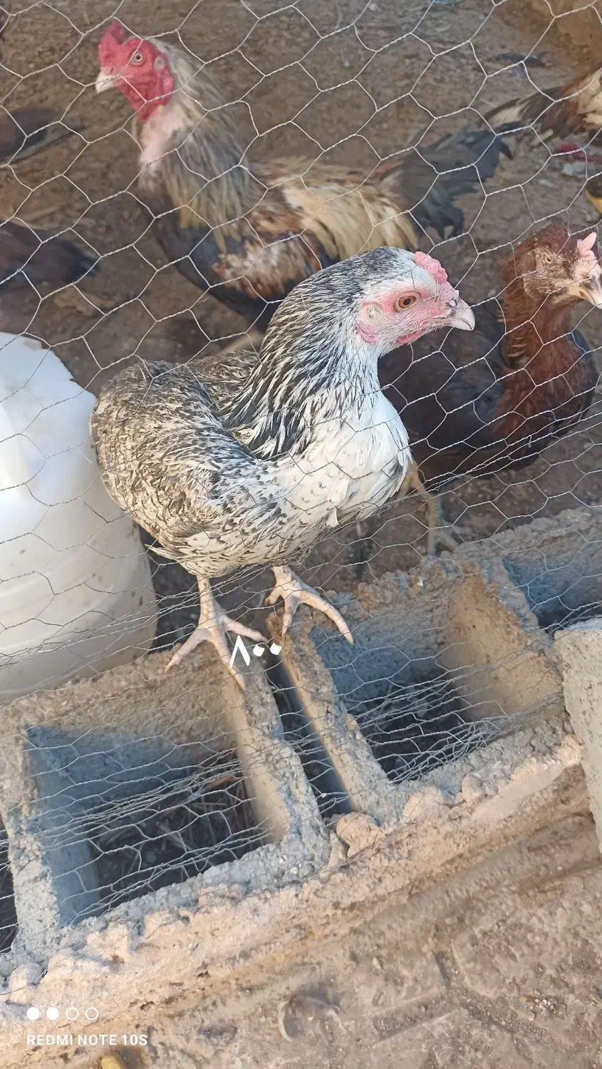 مرغ خروس نصل دار برای مال داری|پرنده|بمپور, |دیوار