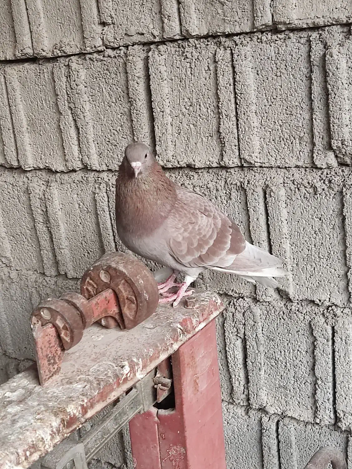 جوجه کبوتر|پرنده|برازجان, |دیوار