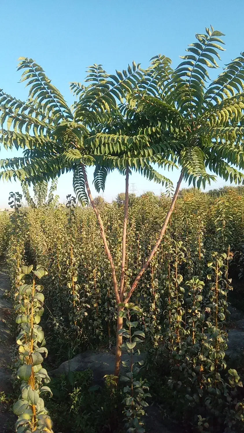 درخت کم آب ، نهال مناسب کم آبی ، نهالستان باغینو|گل و گیاه طبیعی|مشهد, نوید|دیوار