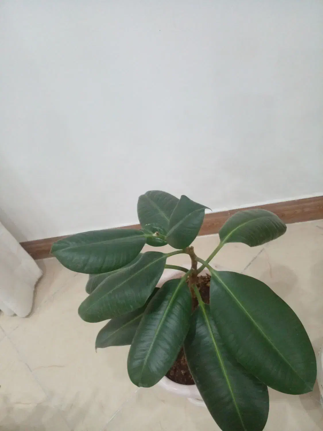 گل طبیعی|گل و گیاه طبیعی|فردیس, فردیس|دیوار