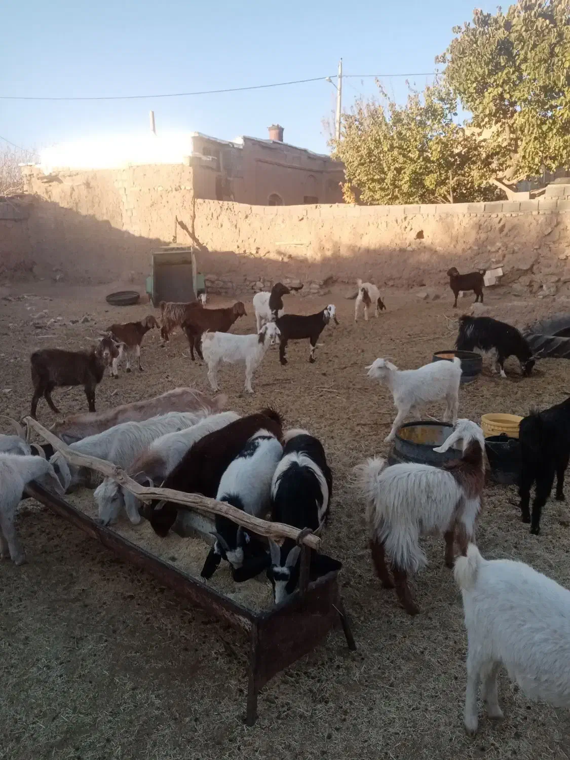 بز درگ درجه یک و۵عدد بزغاله نر سانن ۲عدد میش|حیوانات مزرعه|سرایان, |دیوار