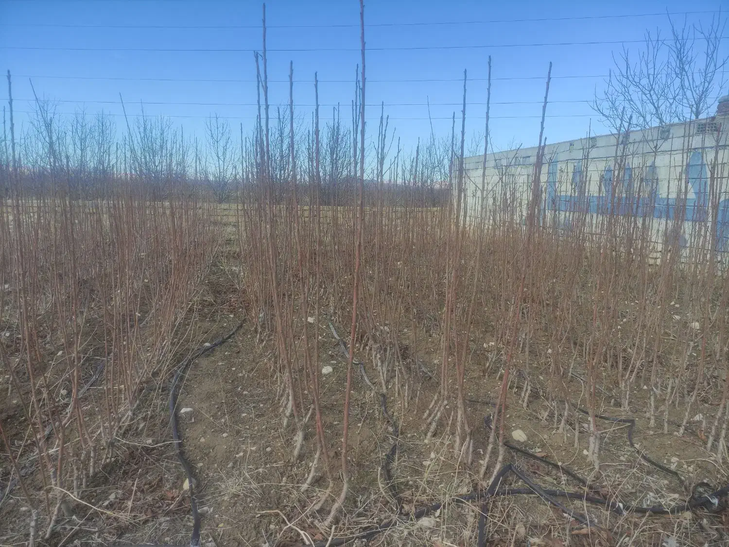 نهال گیلاس|خدمات باغبانی و درختکاری|سملقان, |دیوار