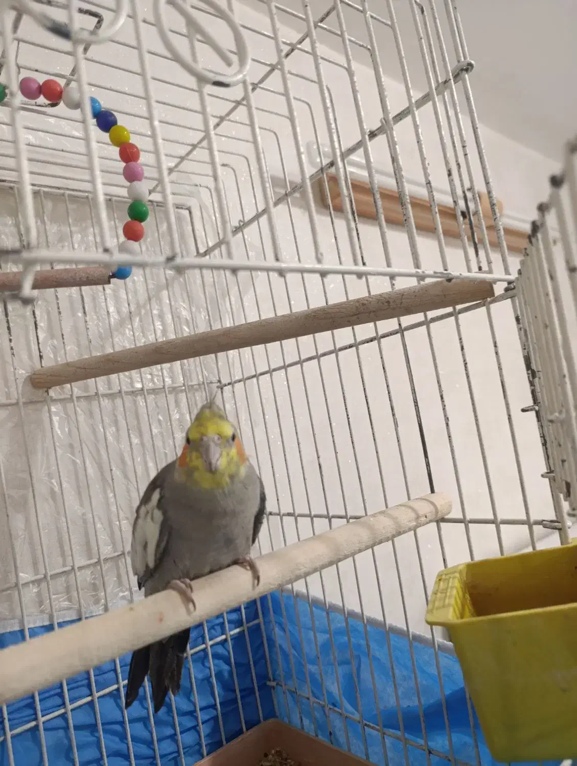 عروس هلندی|پرنده|کاشان, فاز ۲ ناجی آباد|دیوار