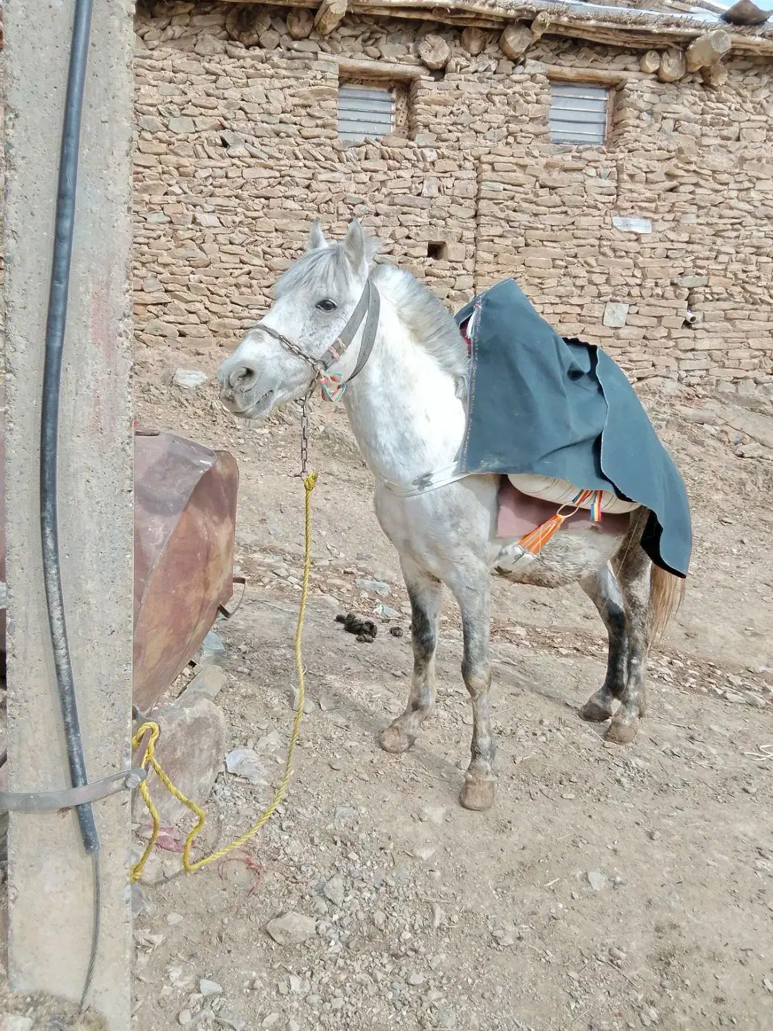 اسب|اسب و تجهیزات اسب‌سواری|سقز, |دیوار