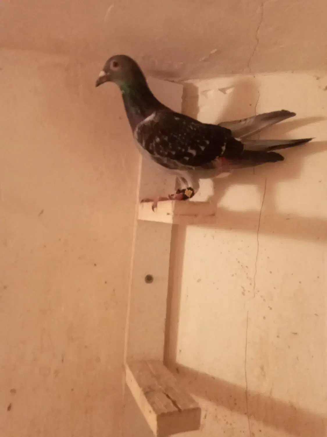 کفتر صید|پرنده|مشهد, محمدآباد|دیوار