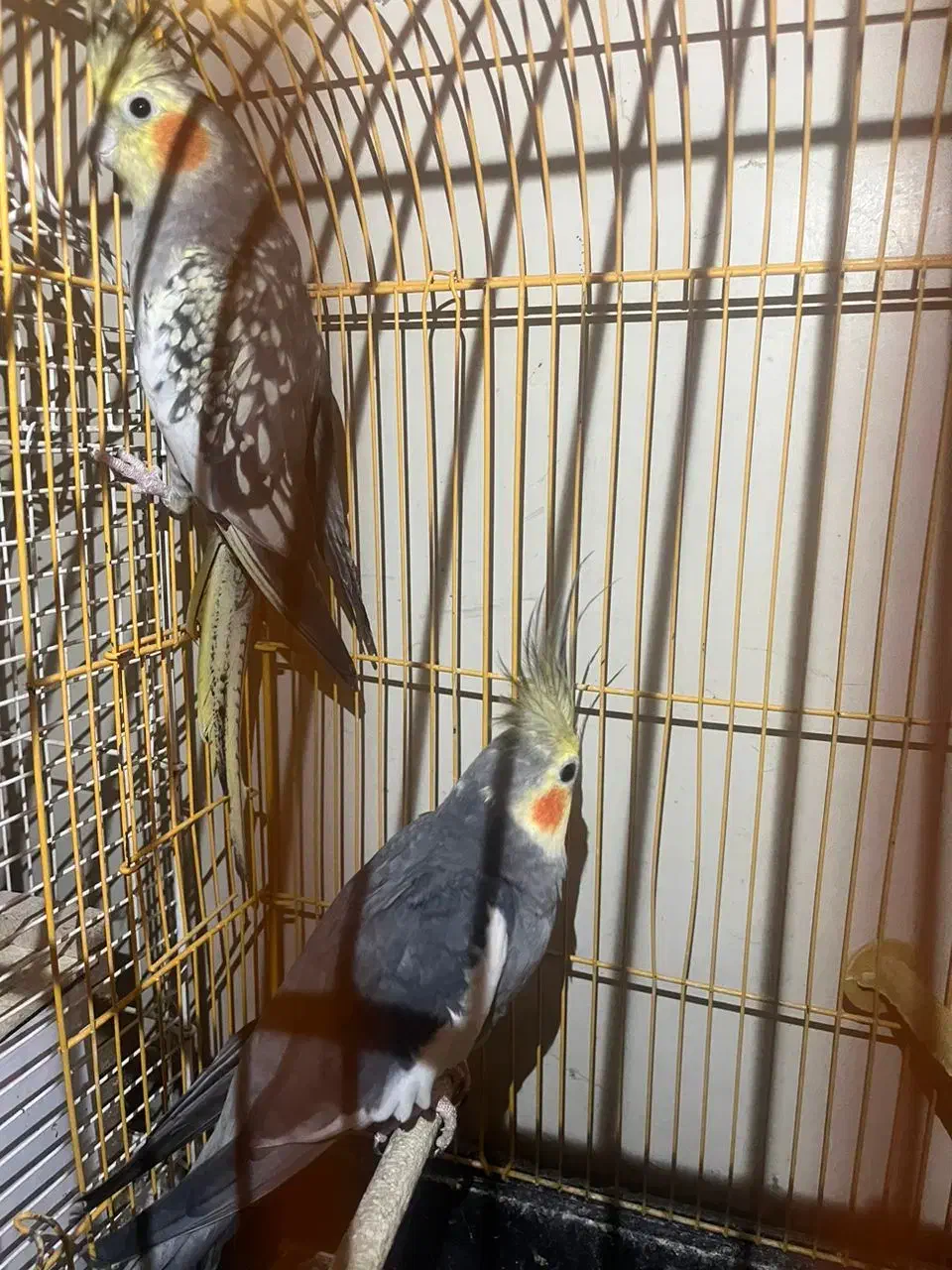 عروس هلندی دستی،جفت قیمت فوق العاده فروش فوری|پرنده|رشت, سلیمانداراب|دیوار