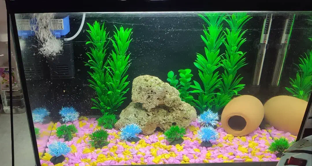 آکواریوم|ماهی|اصفهان, شهرک امام خمینی|دیوار