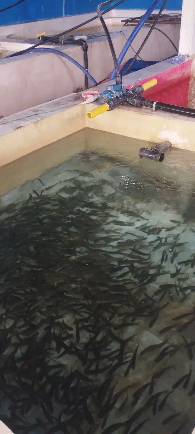 بچه ماهی قزل آلا ایرانی برند شیروانی حدود ۴۰ گرم|ماهی|نورآباد, |دیوار