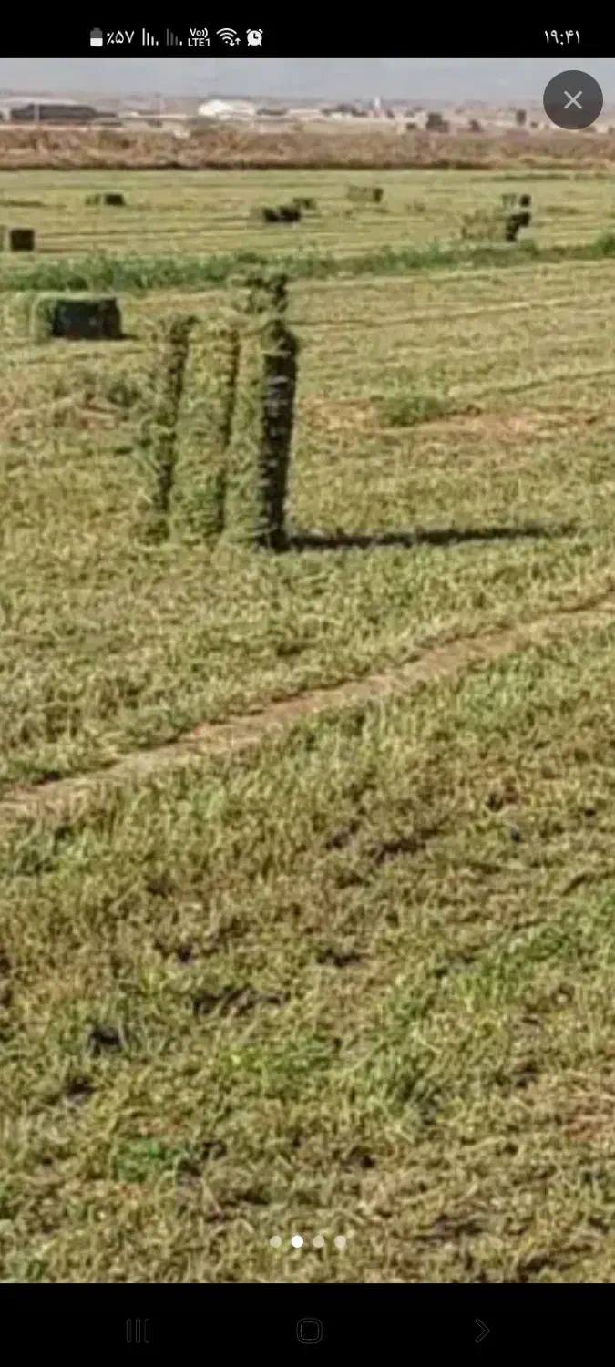 یونجه|حیوانات مزرعه|تاکستان, |دیوار