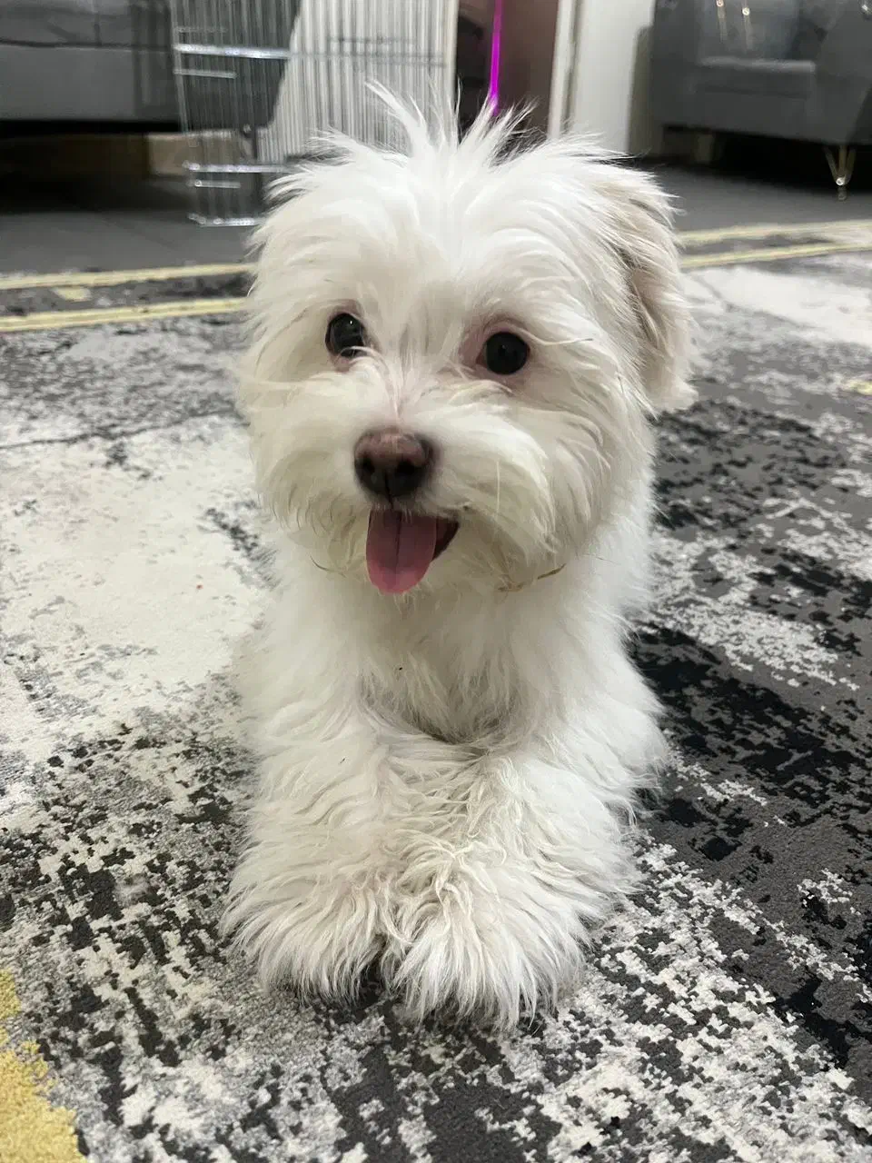 واگذاری فوری پامر مانتیپو|سگ|فولادشهر, مسکن مهر فولادشهر|دیوار