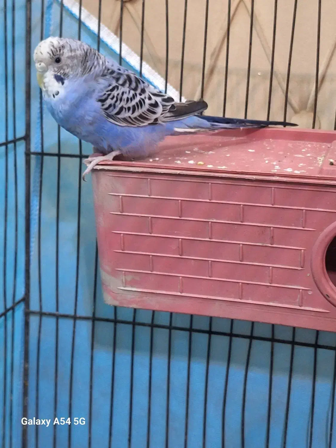 مرغ عشق|پرنده|ساوه, |دیوار