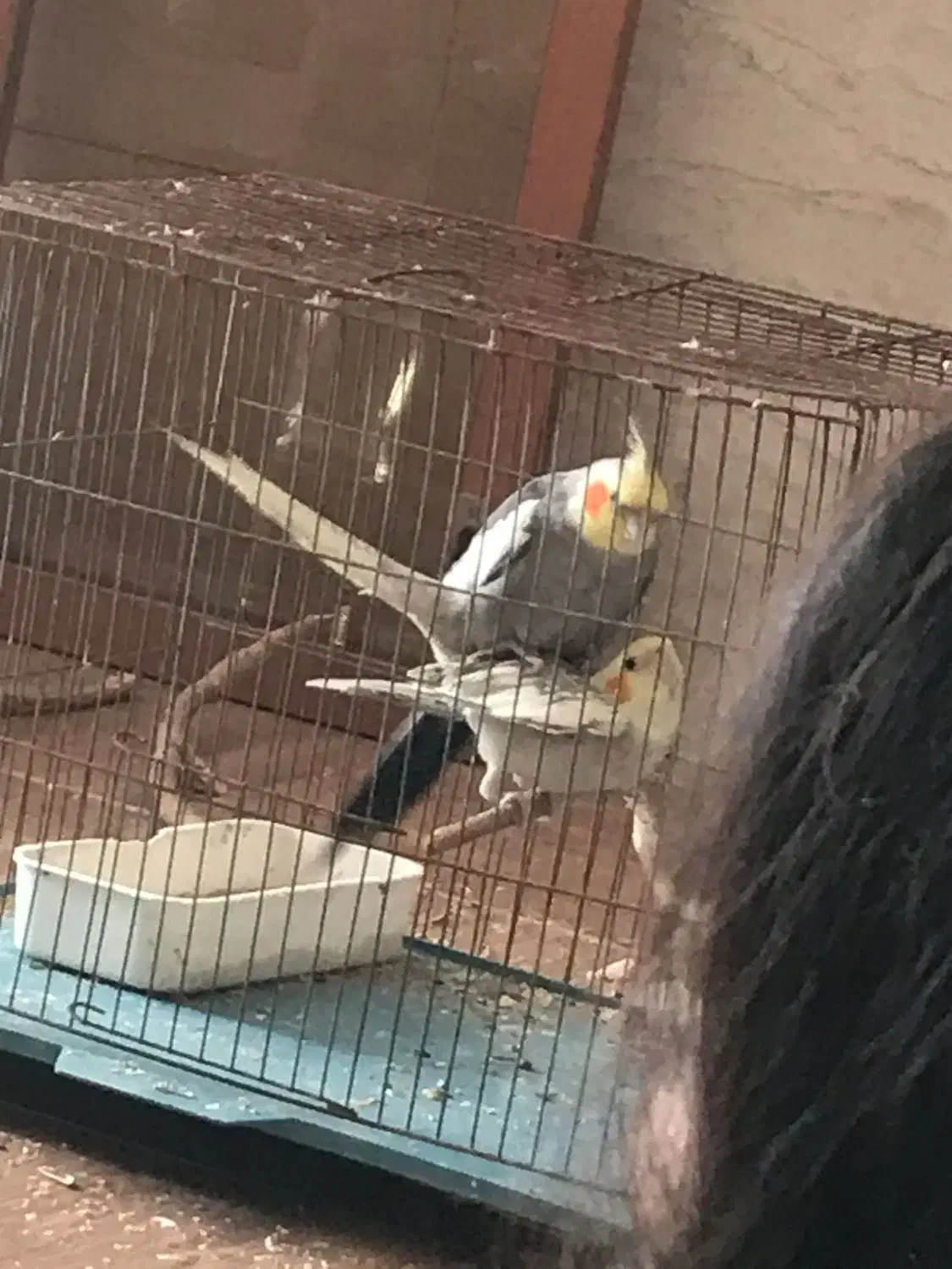 جفت اماده|پرنده|بندرعباس, |دیوار