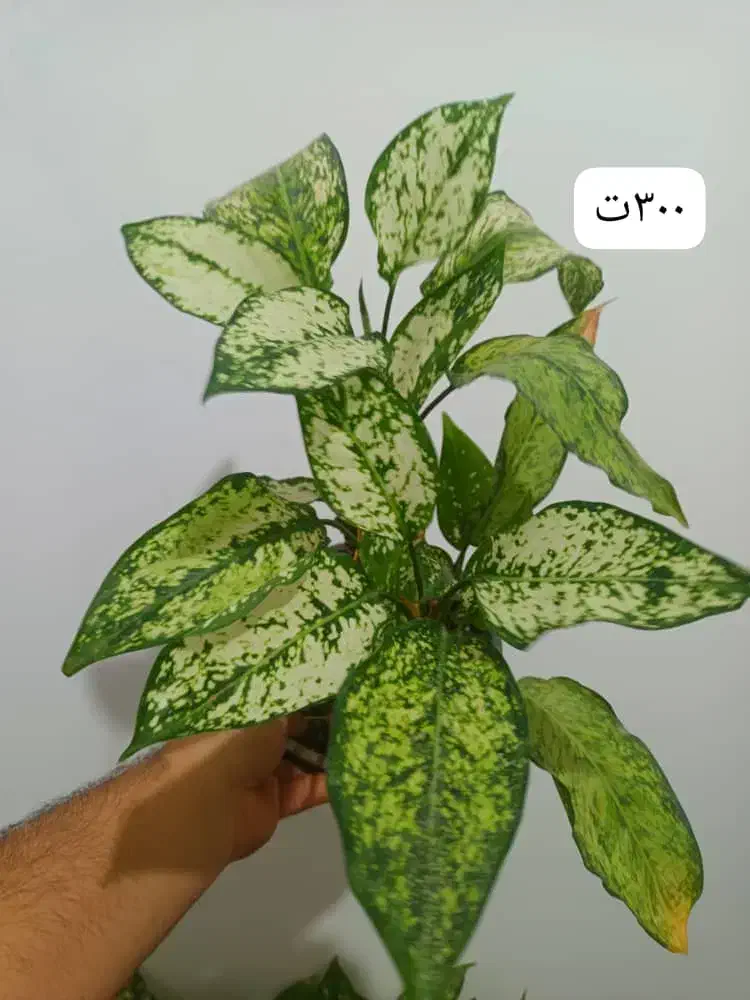 گلهای زیبا|گل و گیاه طبیعی|ارومیه, |دیوار