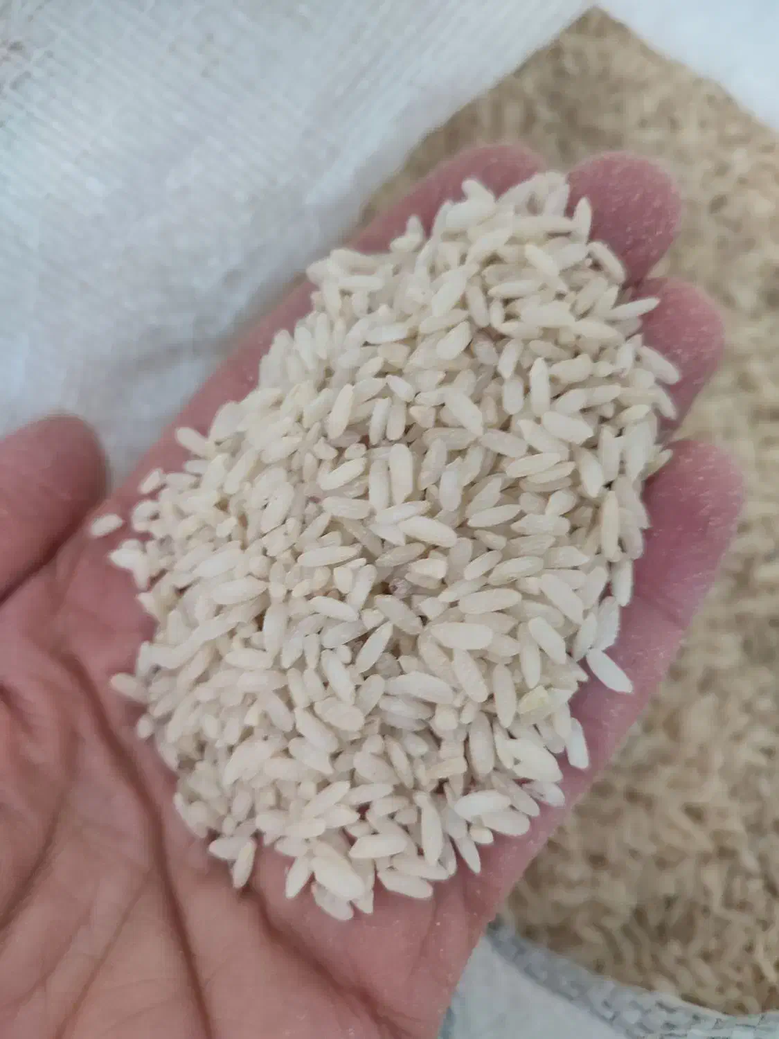 برنج عنبربو سراب کلان|خوردنی و آشامیدنی|ایلام, |دیوار