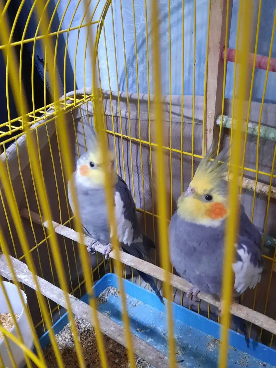 عروس هلندی|پرنده|الوند, |دیوار