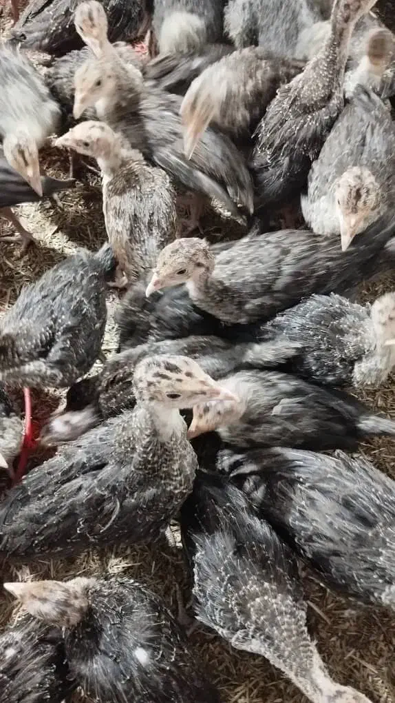 جوج بوقلمون برنزو جوج مرغ|حیوانات مزرعه|شیراز, لاله|دیوار