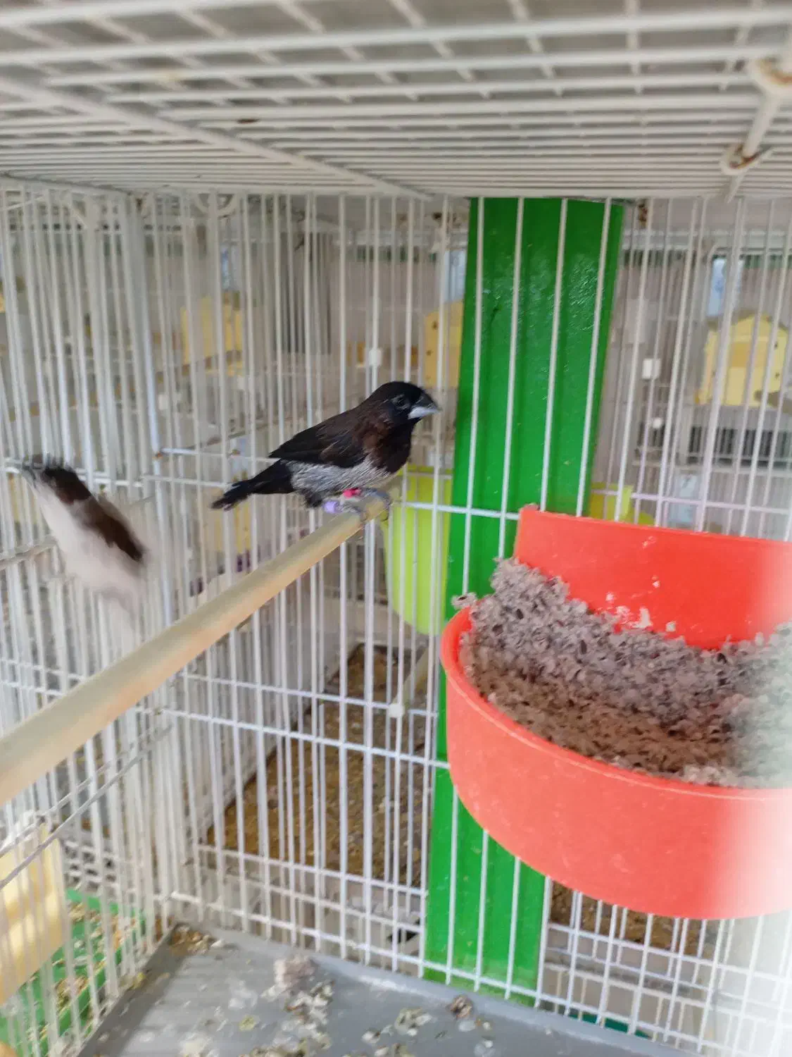 فنچ بنگالی گلدین|پرنده|مشهد, انقلاب|دیوار