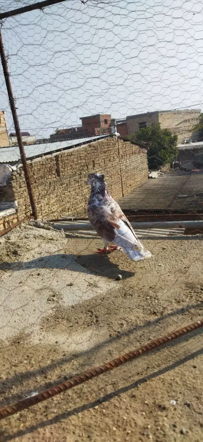 سه عدد کبوتر|پرنده|گنبد کاووس, |دیوار