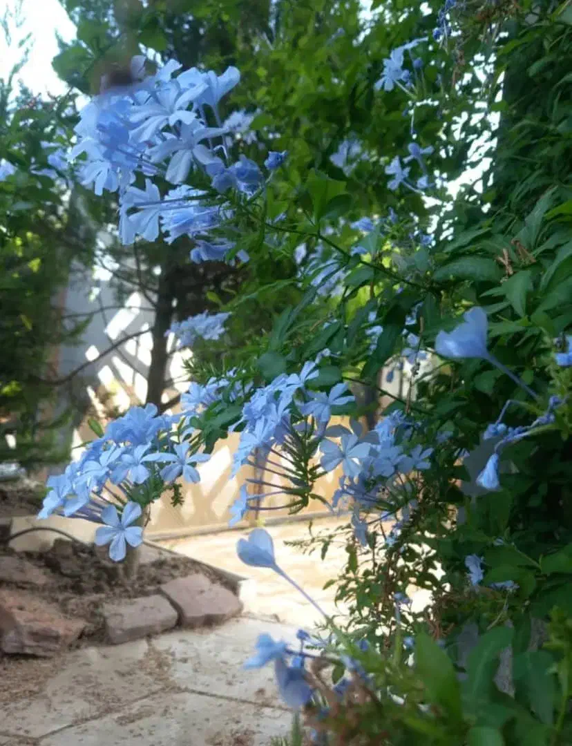 باغچه کاری و نگهداری اصولی باغچه|خدمات باغبانی و درختکاری|آمل, |دیوار