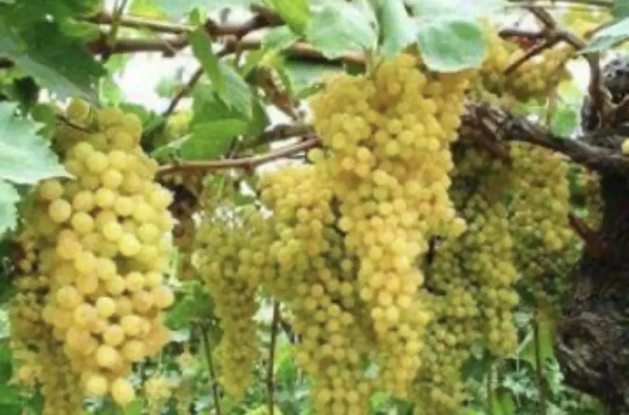 باغ انگور 1 هکتاری با چاه آب هر ۹ روز ۱۴ ساعت آب|فروش دفتر صنعتی، کشاورزی، تجاری|ملایر, |دیوار