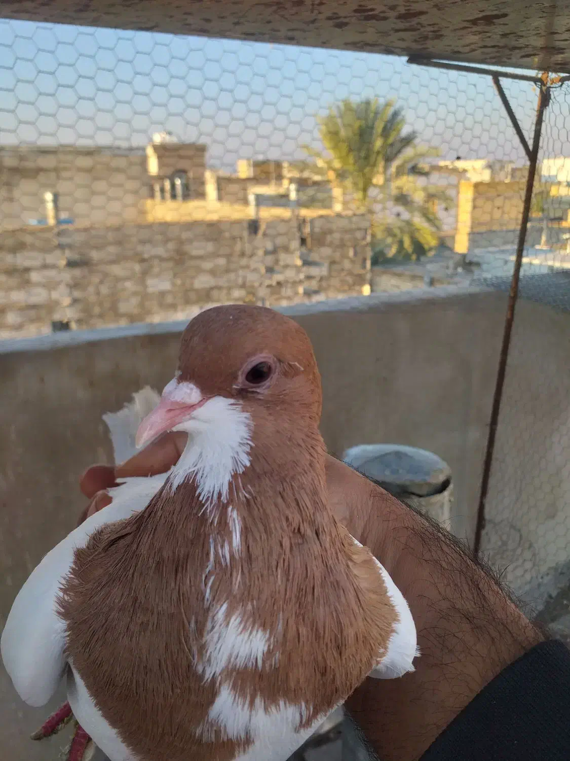 کبوتر|پرنده|جهرم, |دیوار