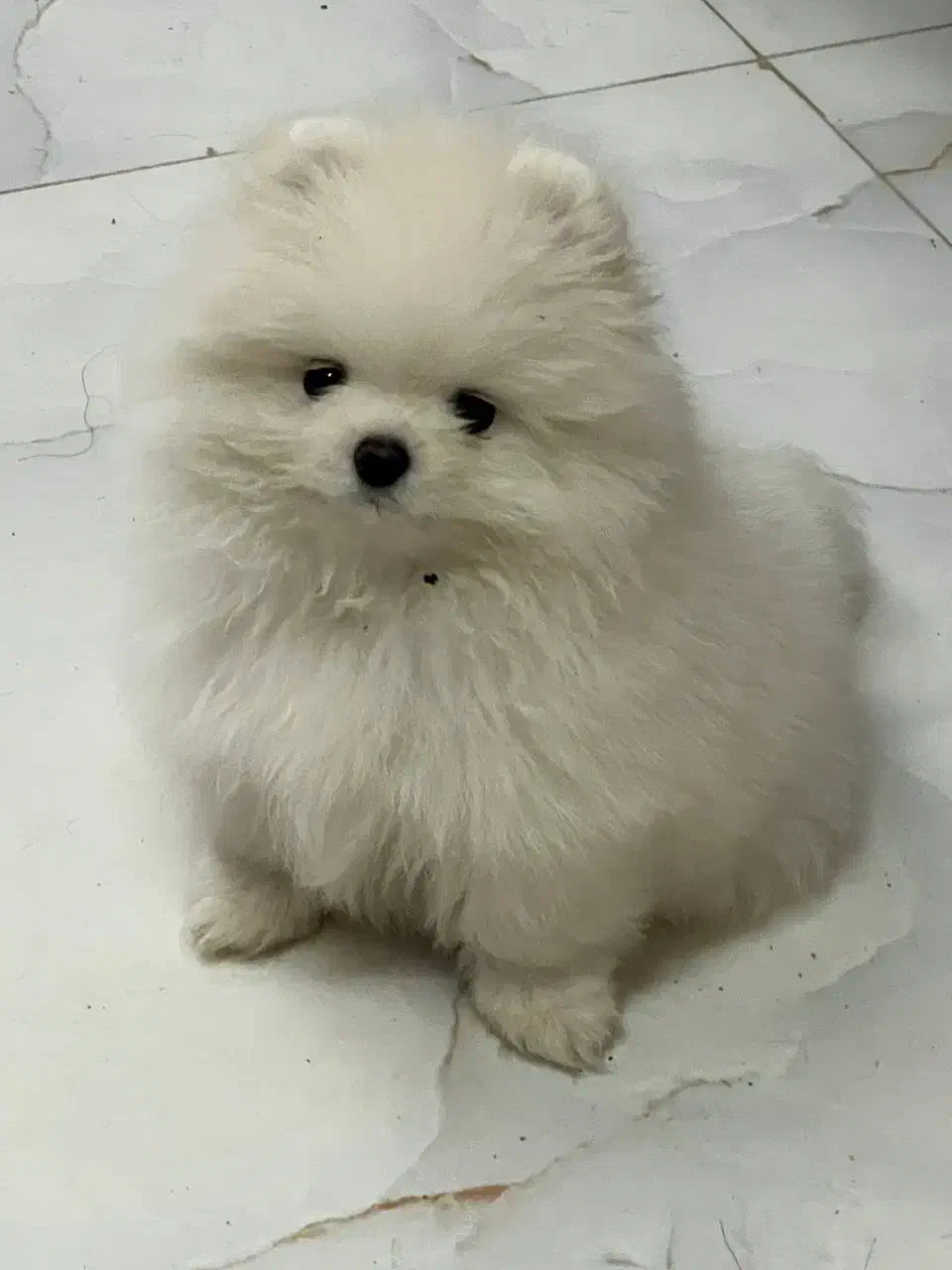 سگ پامر خرسی بوفیس|سگ|اصفهان, پوریای ولی|دیوار