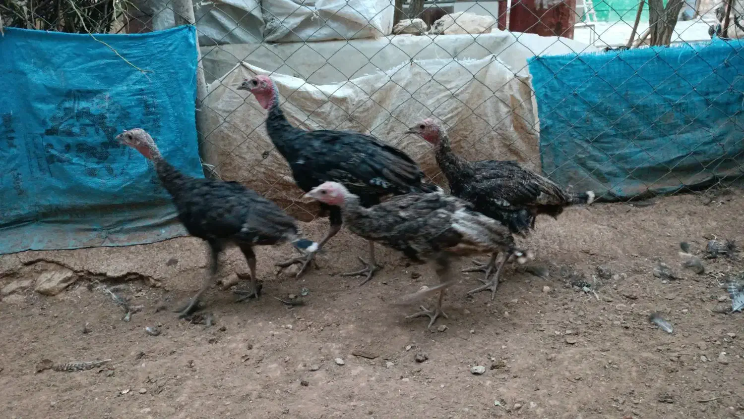 بوقلمون تعداد بالا|حیوانات مزرعه|اردل, |دیوار